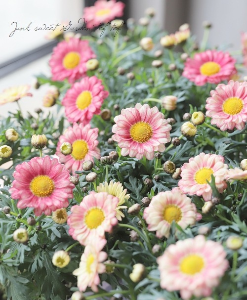 �ޡ�����åȡ����ޥå��塡�إ��ץꥳ�åȡ١�