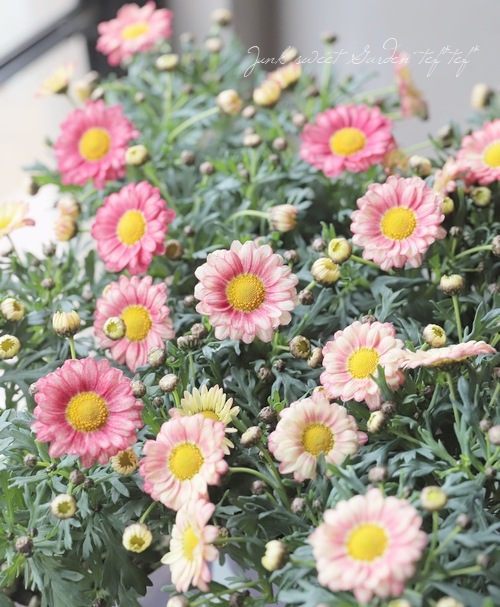 �ޡ�����åȡ����ޥå��塡�إ��ץꥳ�åȡ١�