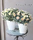 �ޡ�����åȡ����ޥå��塡�إ��ץꥳ�åȡ١�