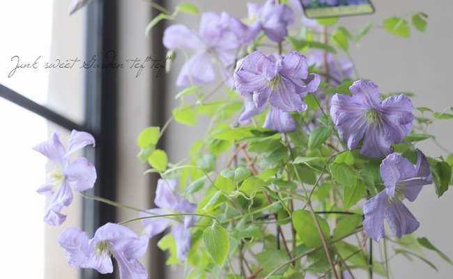 クレマチス・ビチセラ系 『プリンスチャールズ』 | すべての商品