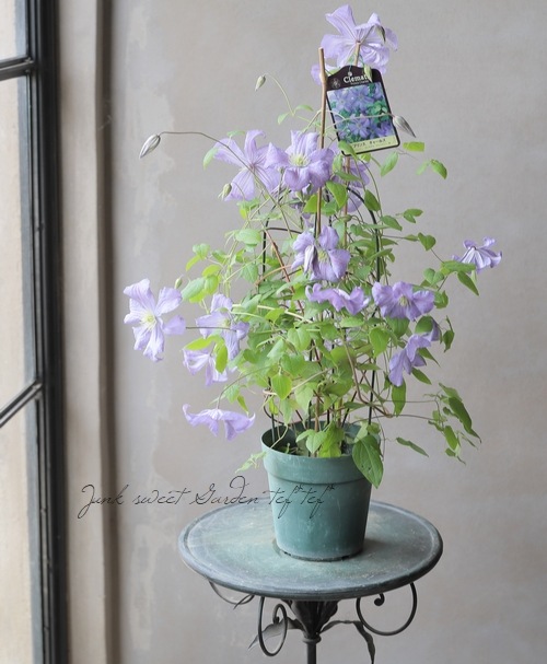 クレマチス（ヴィチセラ系）プリント画　イギリス・キューガーデン制作 81vdnLJRBaL.jpg