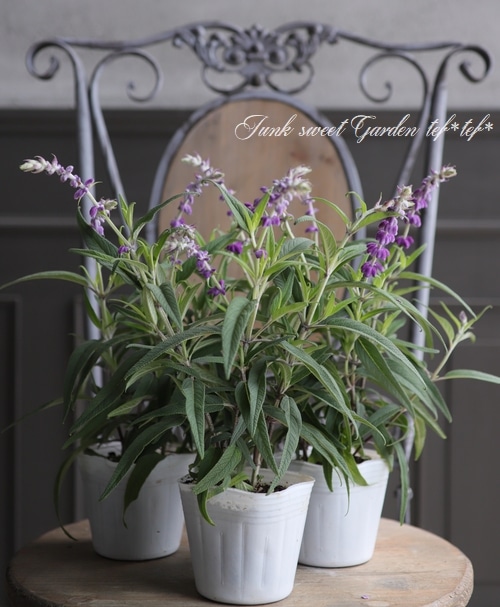 サルビア・アメジストセージ 『パープル』 | Flower Species,サルビア