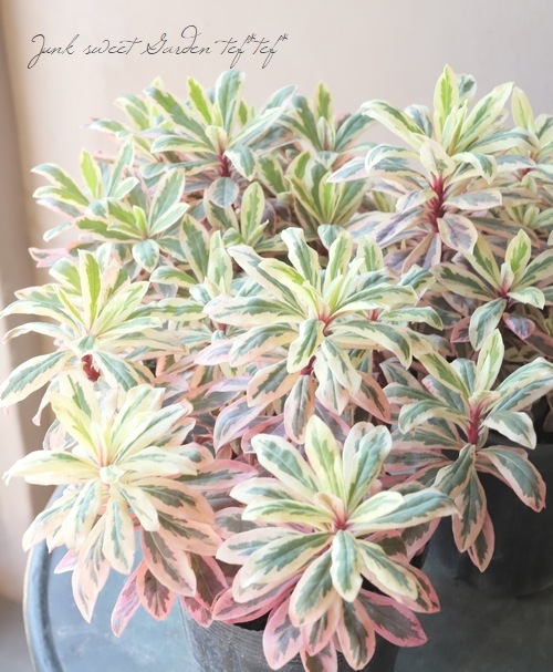 ������桼�ե���ӥ����إ��åץ륫�顼�꡼�ա�