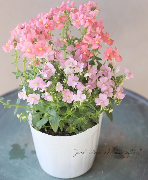 �ɺ��ͥ᥷���������  �إ��ץꥳ�åȡߥԥ�2���餭��