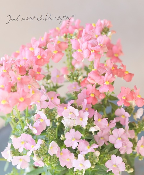 �ɺ��ͥ᥷���������  �إ��ץꥳ�åȡߥԥ�2���餭��