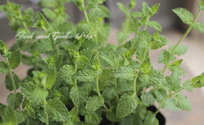 ハーブ 『スペアミント』 | すべての商品 | | Junk sweet Garden tef*tef*