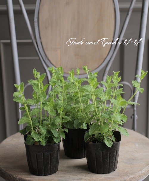 ハーブ 『スペアミント』 | すべての商品 | | Junk sweet Garden tef*tef*