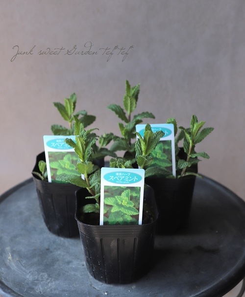 ハーブ 『スペアミント』 | すべての商品 | | Junk sweet Garden tef*tef*