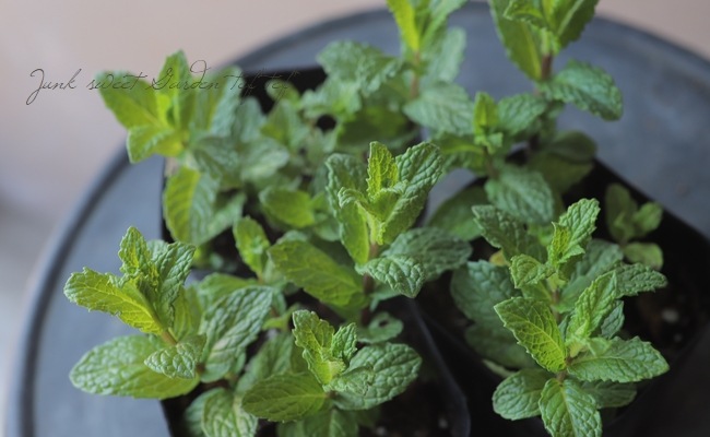 森の音、フランキンセンス、スペアミント、ローズマリー SPEARMINT