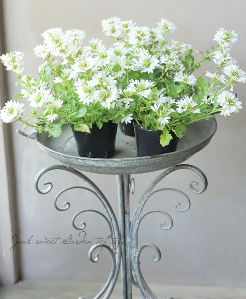 スカエボラ・ウィンドファン 『ホワイトタッチ』 | すべての商品