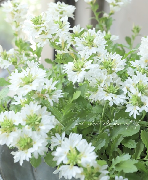 スカエボラ・ウィンドファン 『ホワイトタッチ』 | すべての商品