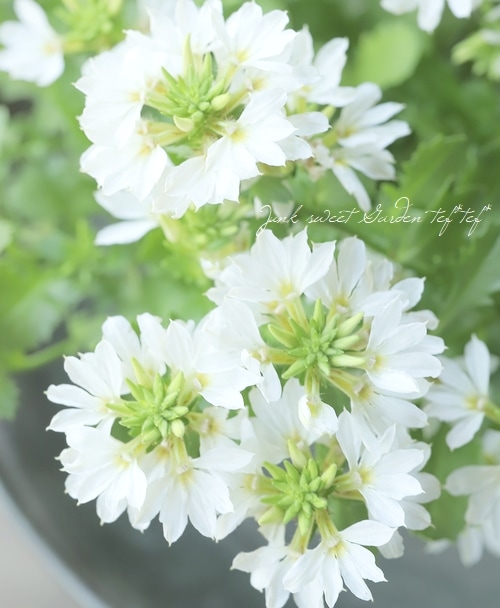 スカエボラ・ウィンドファン 『ホワイトタッチ』 | すべての商品