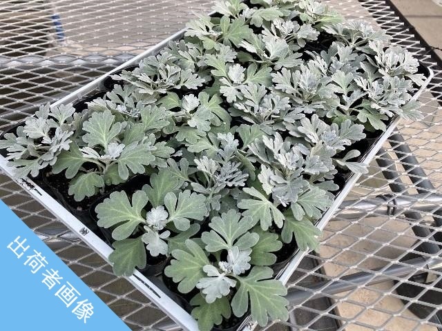 ����ƥߥ������إ�ꥹ�����ȥ쥤��پ�����