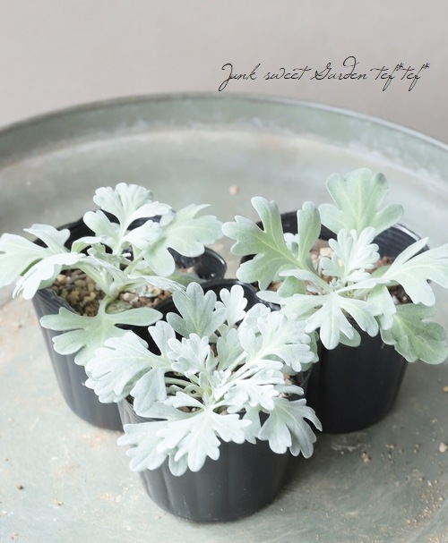 ����ƥߥ������إ�ꥹ�����ȥ쥤��پ�����