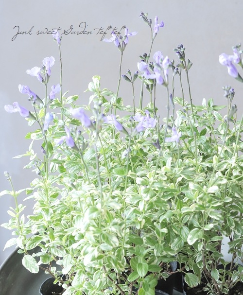 斑入りチェリーセージ・ソークール 『スノープリンセス』 サルビア