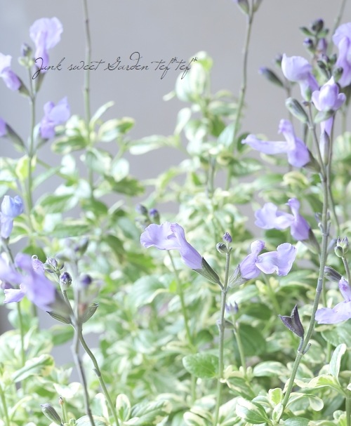 ［シルバー.ホワイト.グリーン.サルビア各2枚］高級綿糸バスタオルセ計8枚 楽天市場】超無撚糸 ヤバいタオル フェイスタオル タオル スーパーゼロ