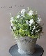 tef*tef*󤻿 2018 * no.28*٤ʥۥ磻ȡ饤