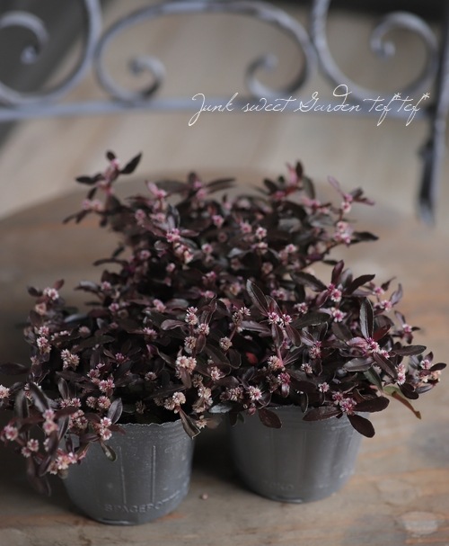 ���պ��������ȡ�����ƥ�ʥ󥻥顡�إݥꥴ�Υ��ǥ���