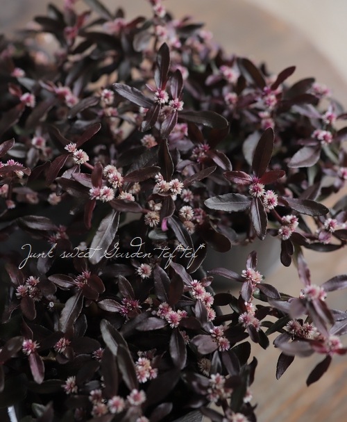 ���պ��������ȡ�����ƥ�ʥ󥻥顡�إݥꥴ�Υ��ǥ���