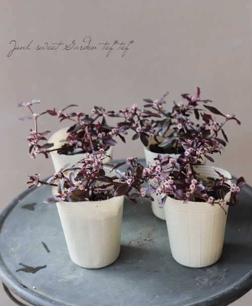 ���պ��������ȡ�����ƥ�ʥ󥻥顡�إݥꥴ�Υ��ǥ���