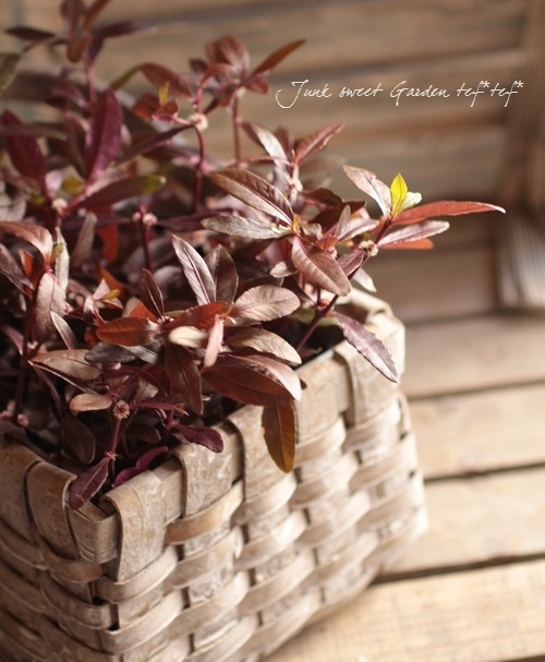 ���պ��������ȡ�����ƥ�ʥ󥻥顡�إݥꥴ�Υ��ǥ���