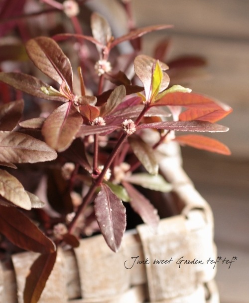 ���պ��������ȡ�����ƥ�ʥ󥻥顡�إݥꥴ�Υ��ǥ���