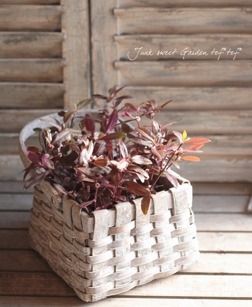 ���պ��������ȡ�����ƥ�ʥ󥻥顡�إݥꥴ�Υ��ǥ���