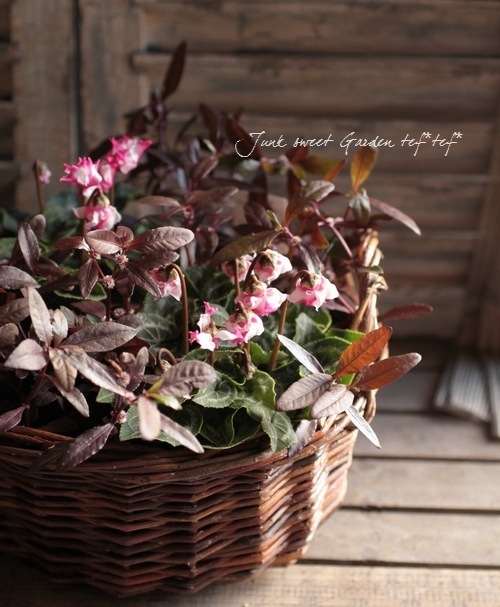 ���պ��������ȡ�����ƥ�ʥ󥻥顡�إݥꥴ�Υ��ǥ���