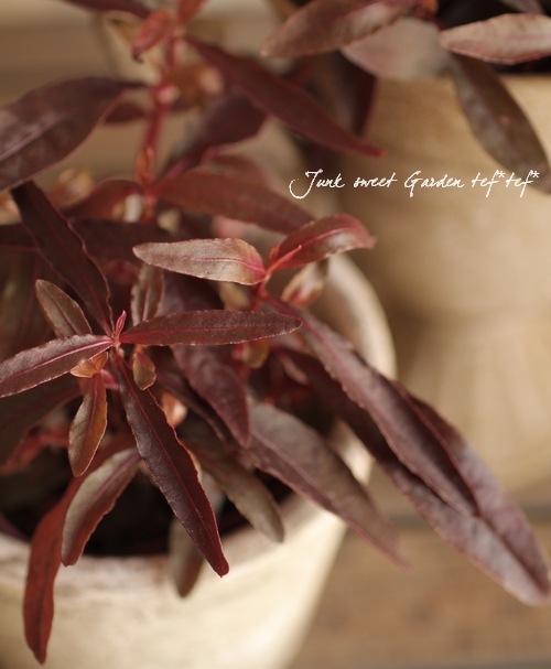 ���պ��������ȡ�����ƥ�ʥ󥻥顡�إݥꥴ�Υ��ǥ���