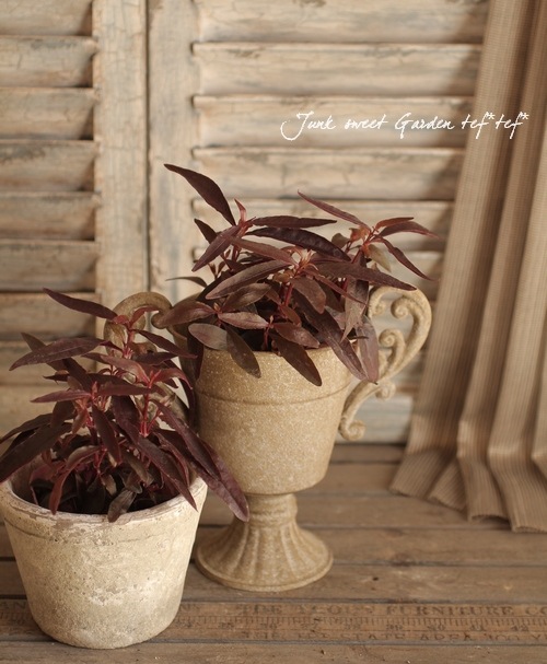 ���պ��������ȡ�����ƥ�ʥ󥻥顡�إݥꥴ�Υ��ǥ���