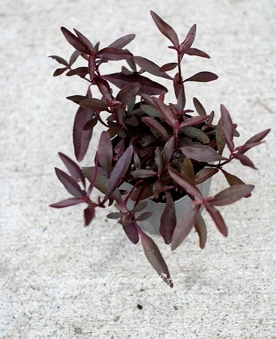 ���պ��������ȡ�����ƥ�ʥ󥻥顡�إݥꥴ�Υ��ǥ���