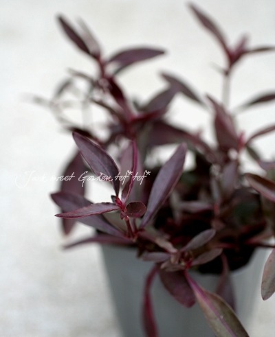 ���պ��������ȡ�����ƥ�ʥ󥻥顡�إݥꥴ�Υ��ǥ���