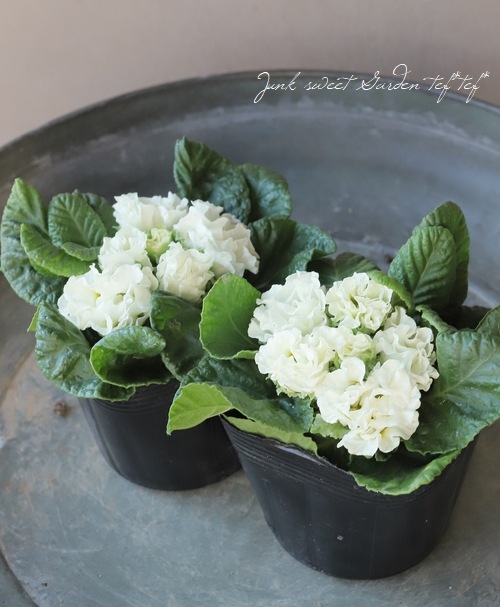 Ȭ�ź餭�ץ��顡�إ���֥饤�ɡ١��ۥ磻��