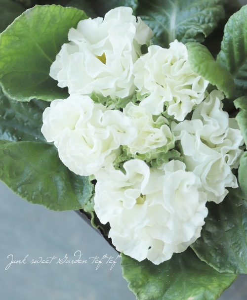 Ȭ�ź餭�ץ��顡�إ���֥饤�ɡ١��ۥ磻��