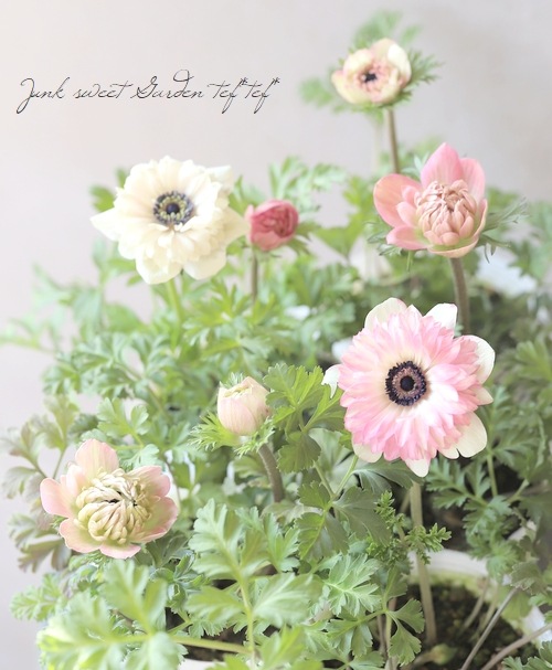 2年物！PREMIUM】 八重咲きアネモネ・ポルトダブル 『ピンク