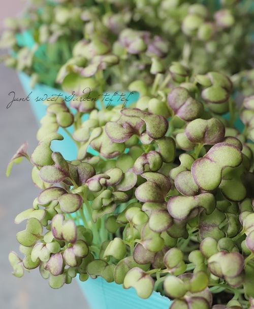 �٥ӡ��꡼�ա��إ�åɥޥ������ɡ�