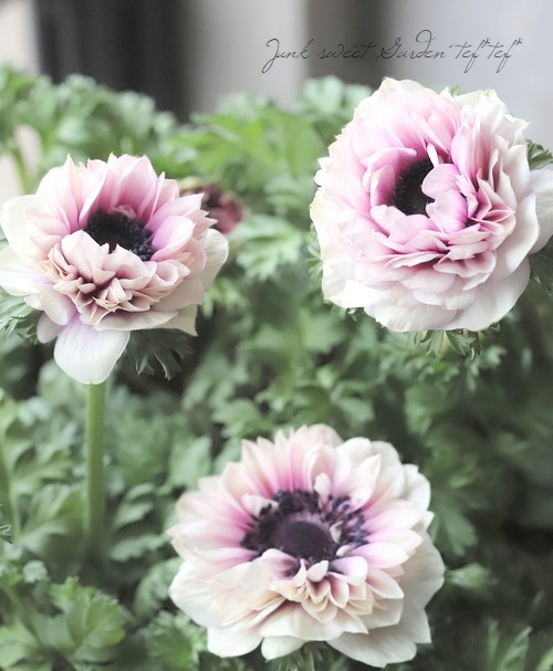 3_000000020881.jpg?1711459321