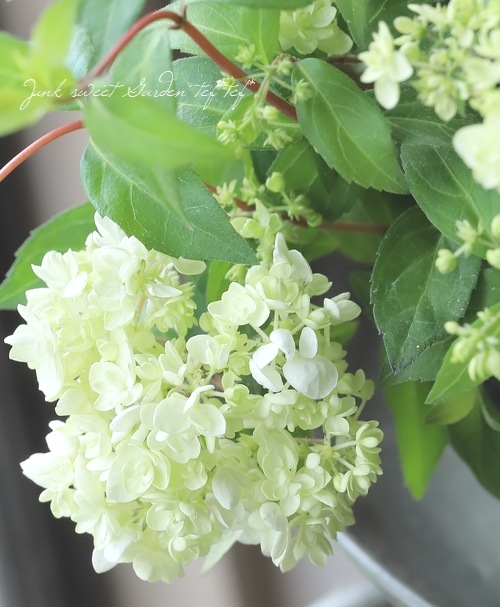 吉岡麗子さん】 山紫陽花 コガクウツギ『花笠』 | すべての商品