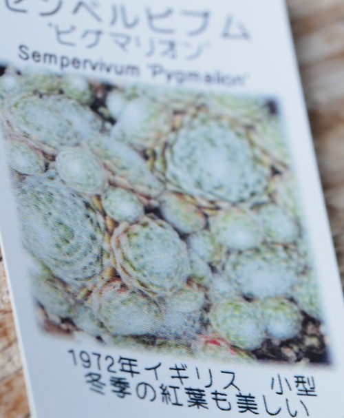 多肉植物】センペルビウム『ピグマリオン』 | Leaf Species,多肉植物
