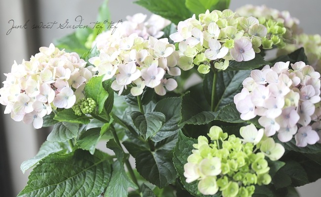 �������۲֡��إɥ꡼�ߡ��� ���������४�ꥸ�ʥ��ʼ�