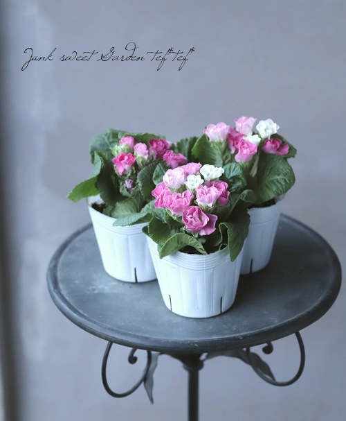 �ץ��顦����ꥢ�󡡡ؤ������Υߥ�ե������