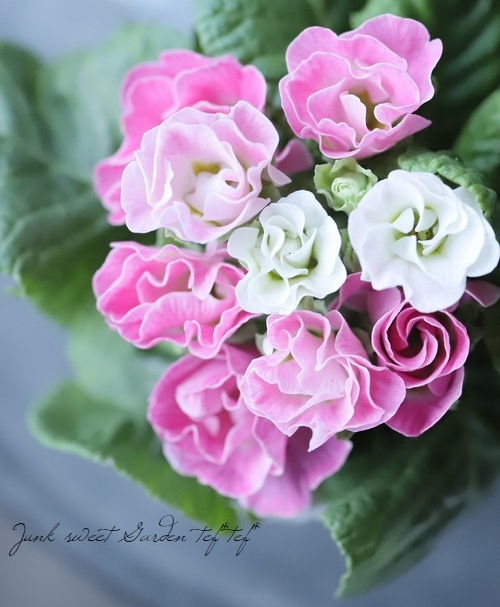 �ץ��顦����ꥢ�󡡡ؤ������Υߥ�ե������