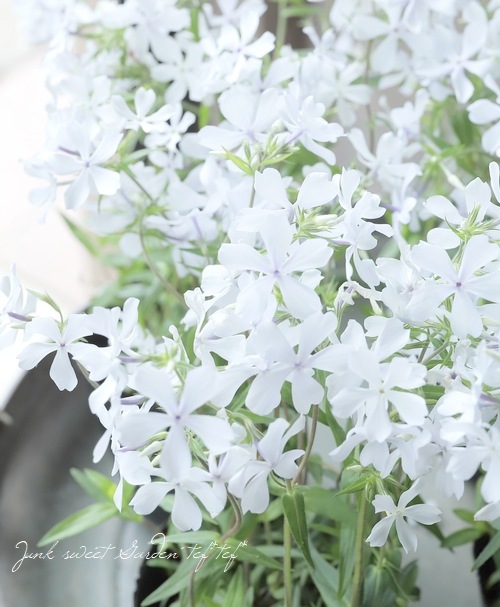 フロックス・ディバリカータ 『パフューム』 【ホワイト】 | すべての