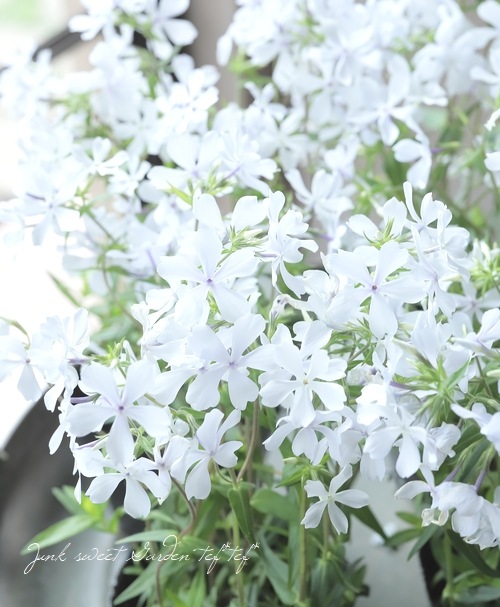 フロックス・ディバリカータ 『パフューム』 【ホワイト】 | すべての