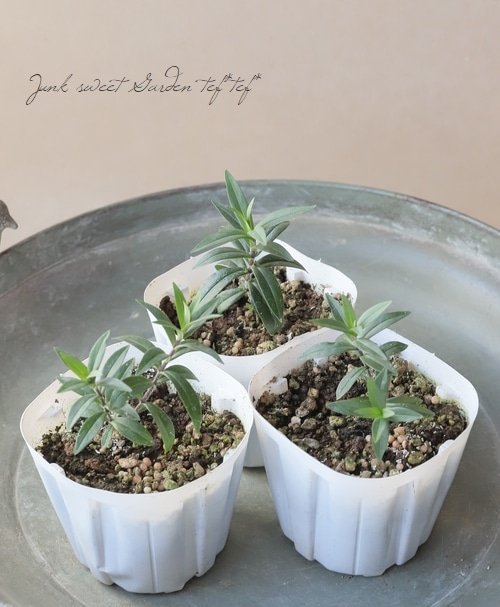 フロックス・ディバリカータ 『パフューム』 【ホワイト】 | すべての フロックス・ディバリカータ 『パフューム』 【ホワイト】 | すべての