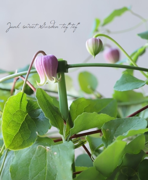 壺型クレマチス・ヴィオルナ系 『ピンク』【D】 | すべての商品