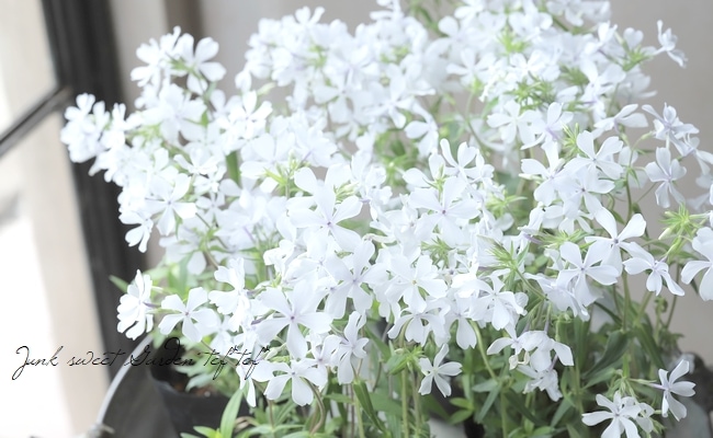 フロックス・ディバリカータ 『パフューム』 【ホワイト】 | すべての