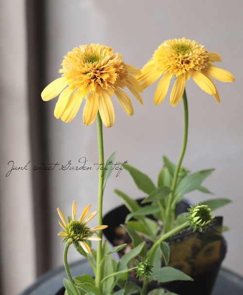 【 】 Golden Summer　花柄　2枚 八重咲きエキナセア 『サマースマイリー』 | すべての商品 | | Junk