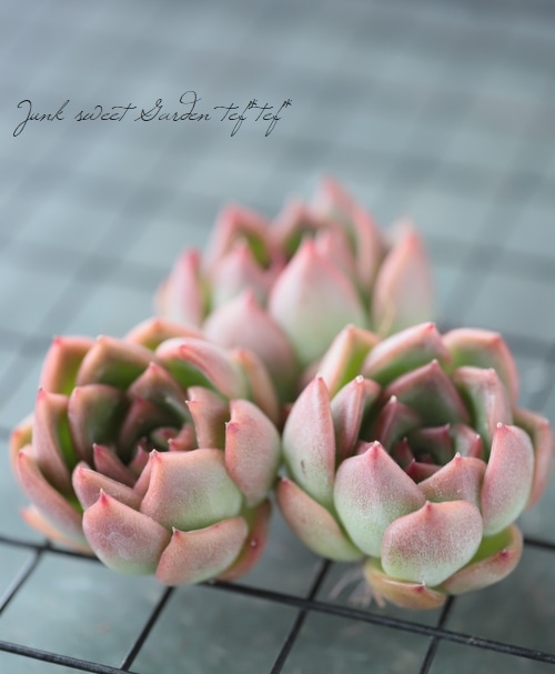 ��¿����ʪ�ۡ��إե���ǥ��ƥ��١������٥ꥢ°��