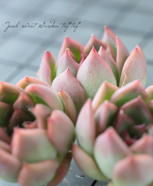 ��¿����ʪ�ۡ��إե���ǥ��ƥ��١������٥ꥢ°��